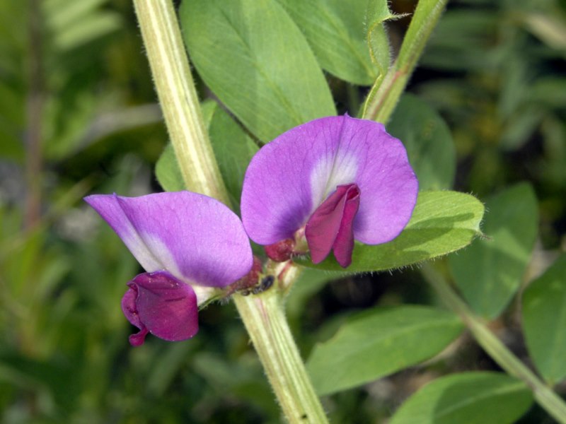 Lathyrus quale?-  no, Vicia sativa